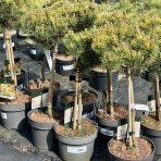 Borovica horská (Pinus mugo) ´WINTERGOLD´ – výška 50-70 cm, kont. C5L - NA KMIENKU